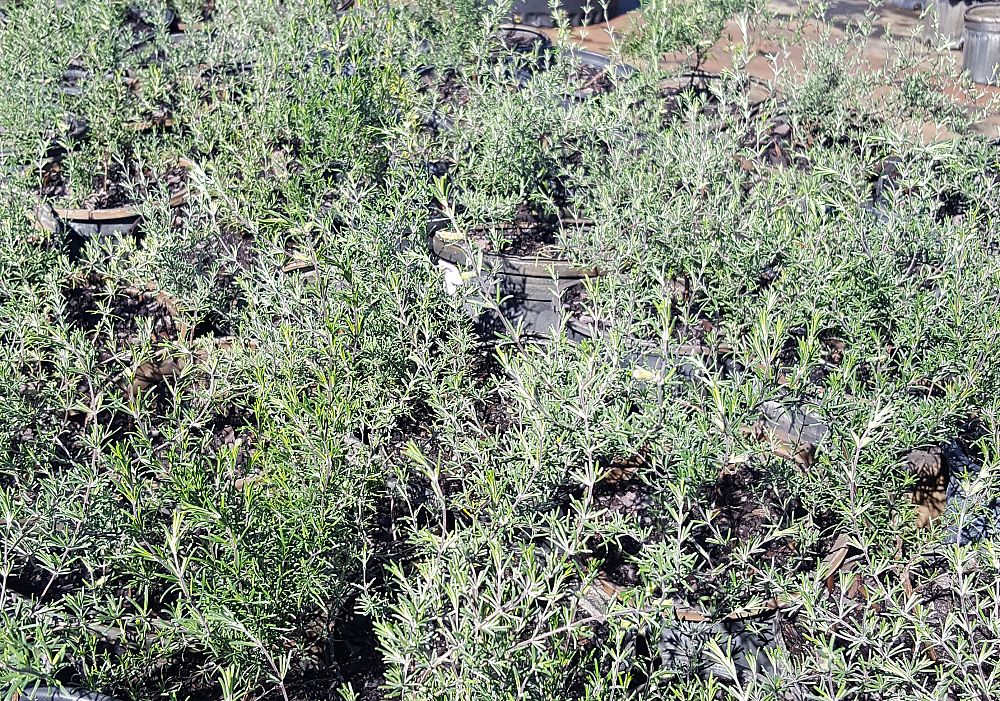 conradina-brevifolia