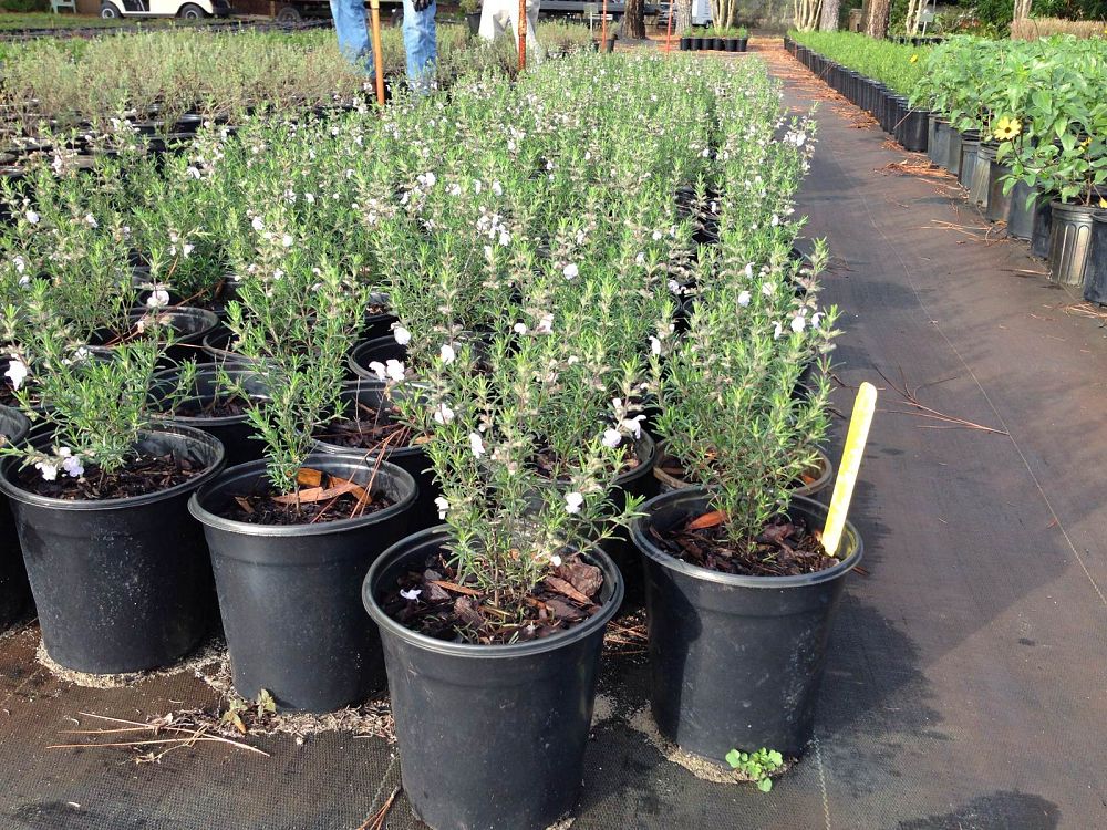 conradina-canescens-scrub-mint