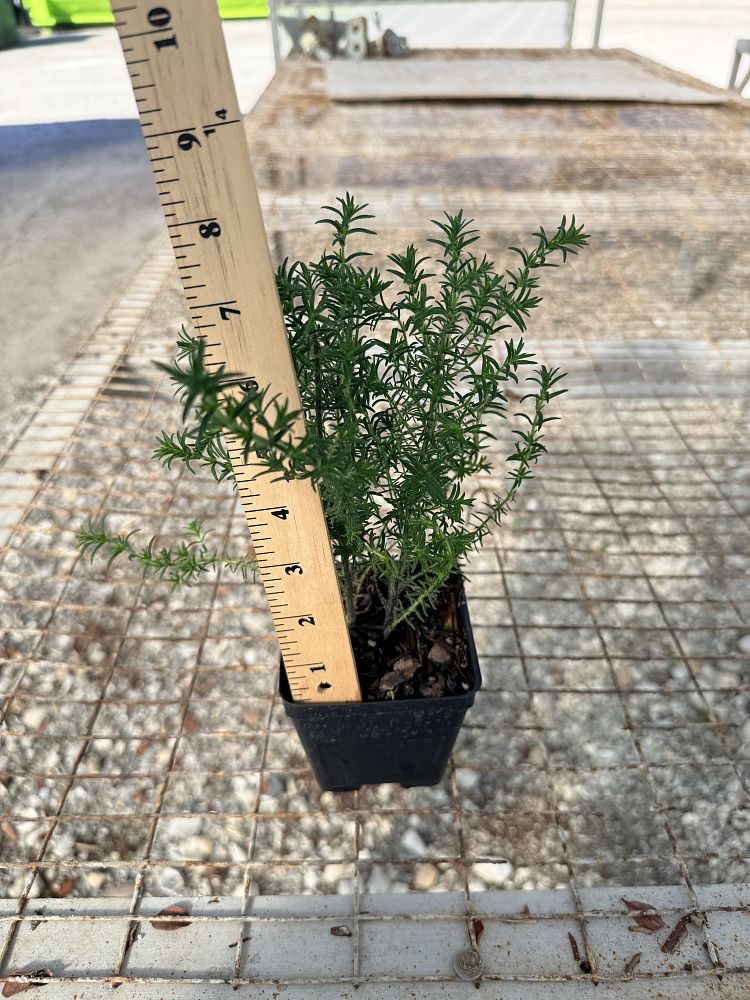 conradina-canescens-scrub-mint