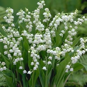 convallaria-majalis-lily-of-the-valley