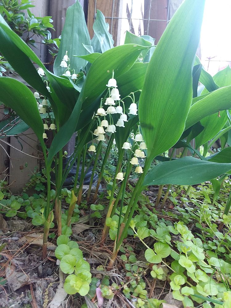 convallaria-majalis-lily-of-the-valley