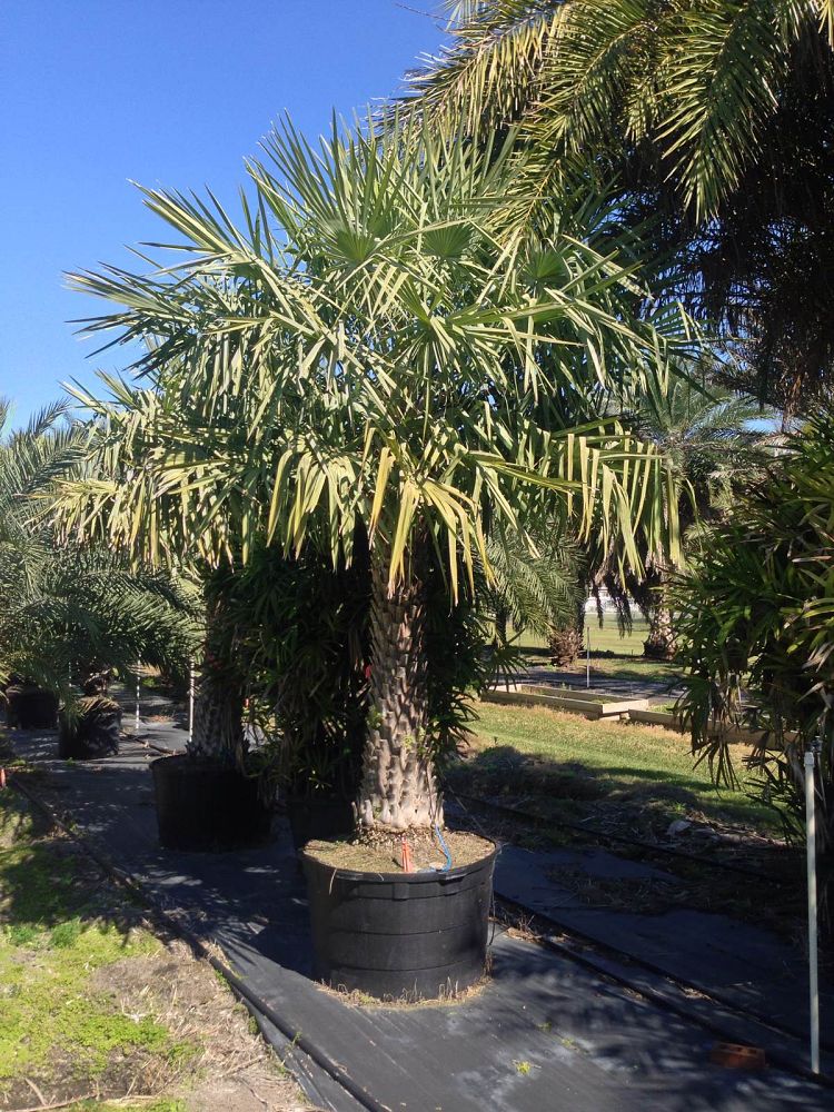 copernicia-alba-caranday-palm