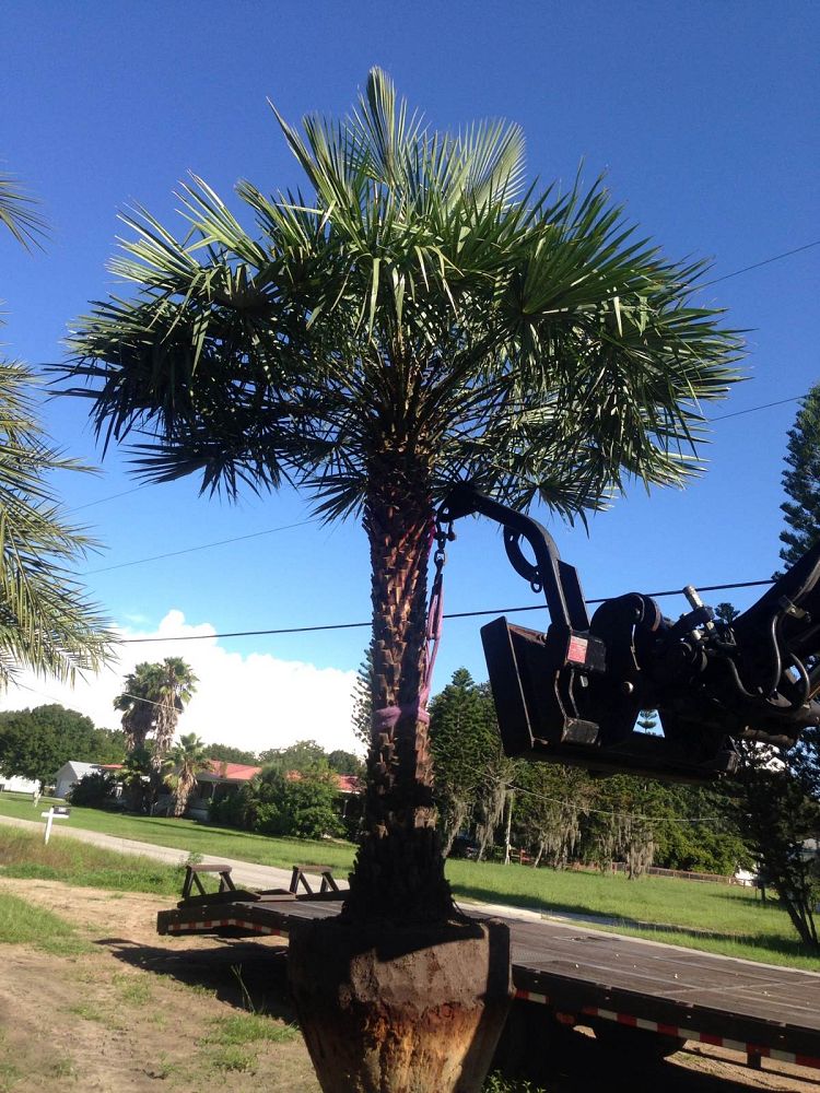 copernicia-alba-caranday-palm