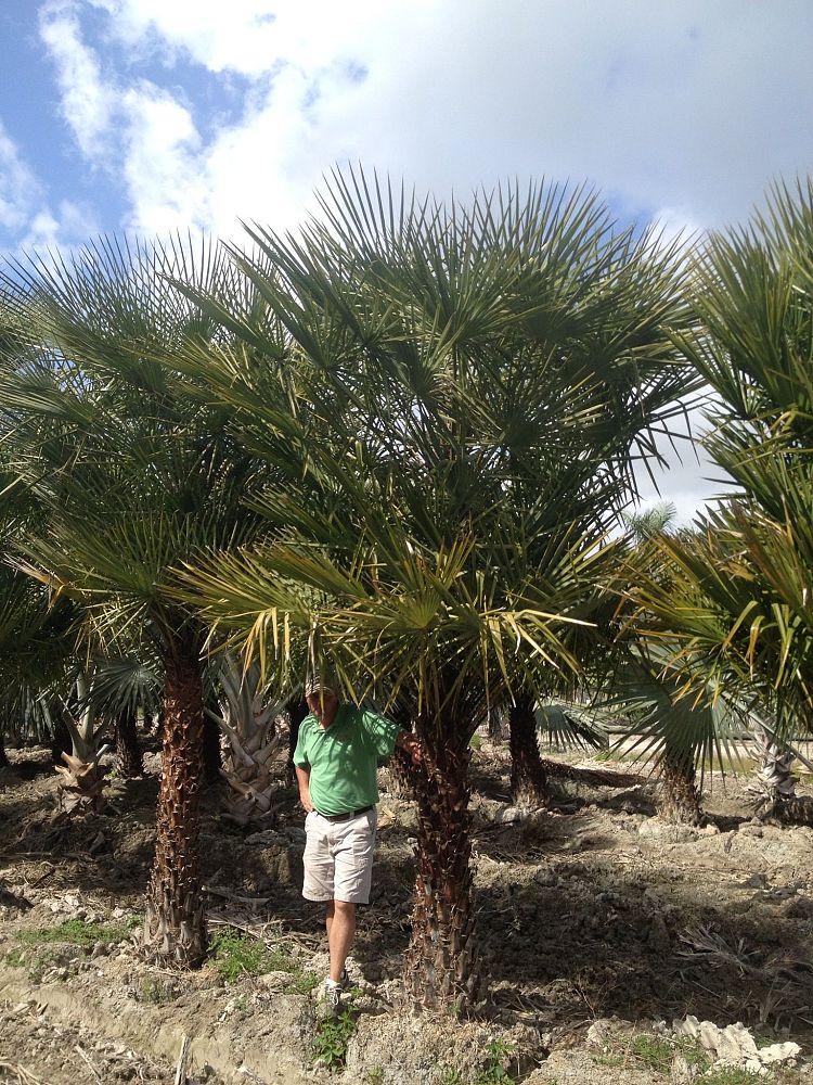 copernicia-alba-caranday-palm