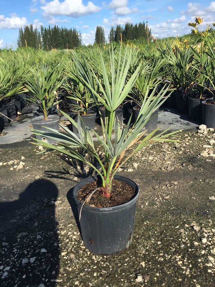 copernicia-alba-caranday-palm