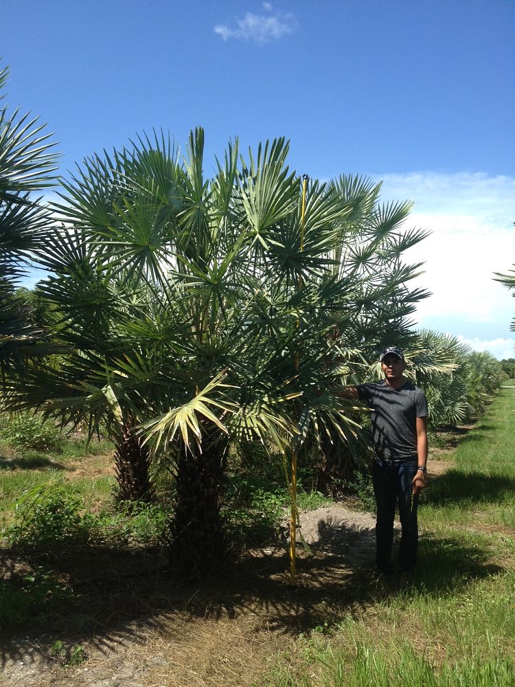 copernicia-alba-caranday-palm