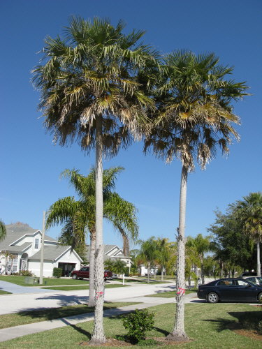 copernicia-alba-caranday-palm