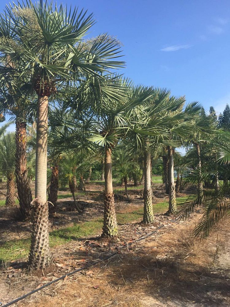 copernicia-alba-caranday-palm