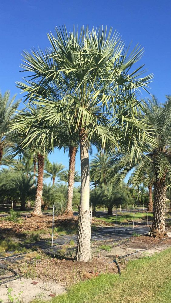 copernicia-alba-caranday-palm