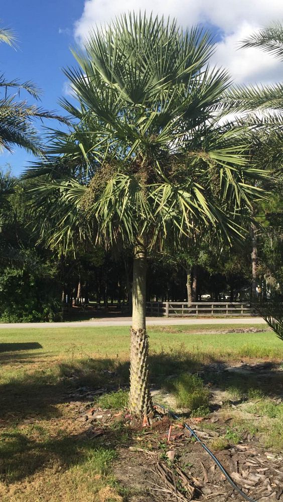 copernicia-alba-caranday-palm