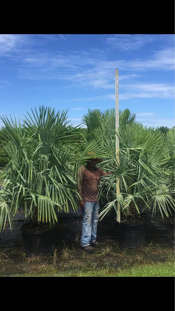 copernicia-alba-caranday-palm