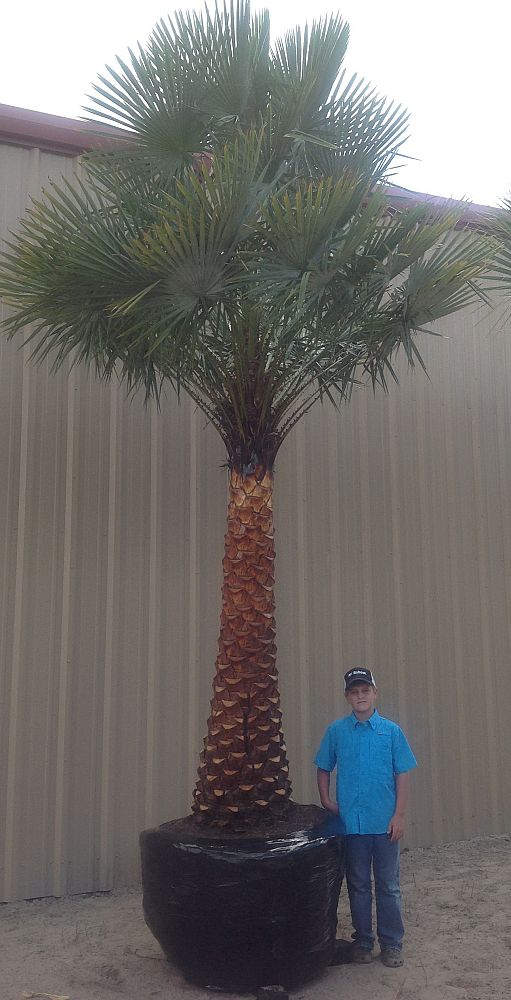 copernicia-alba-caranday-palm
