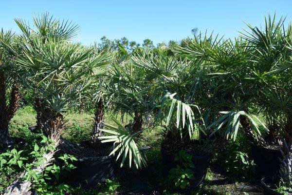 copernicia-alba-caranday-palm
