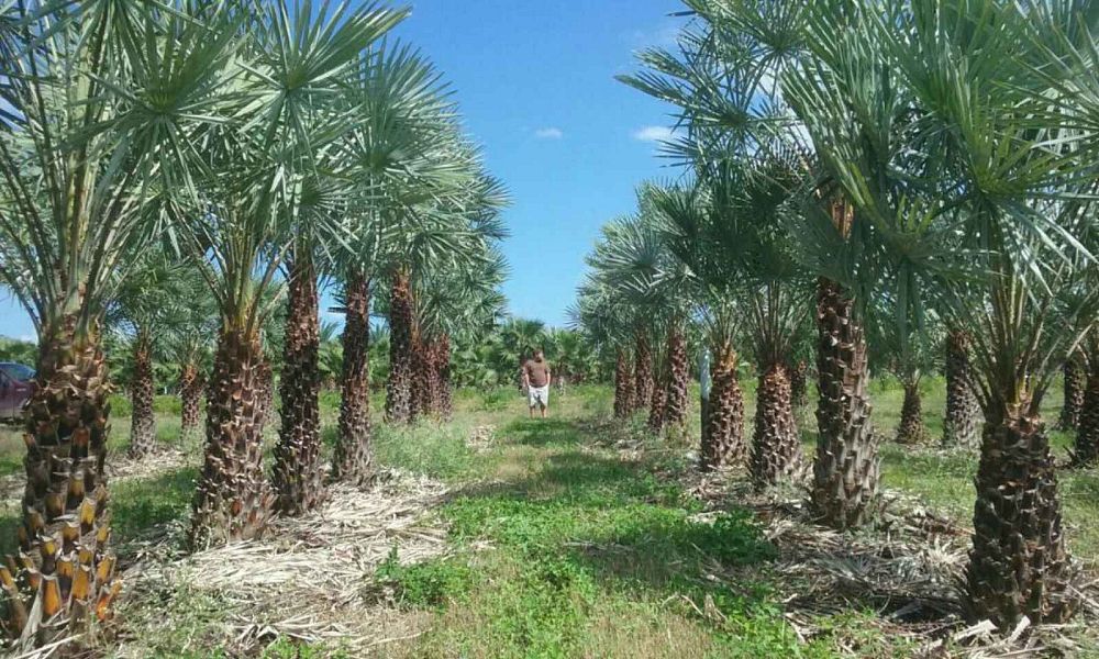 copernicia-alba-caranday-palm