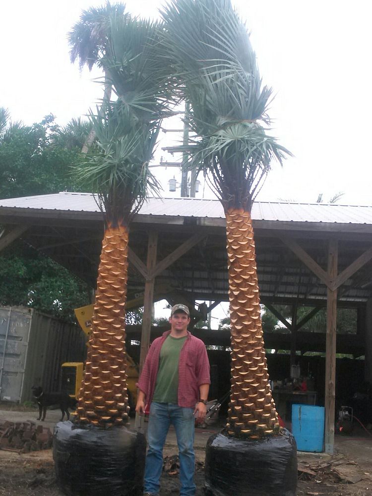 copernicia-alba-caranday-palm