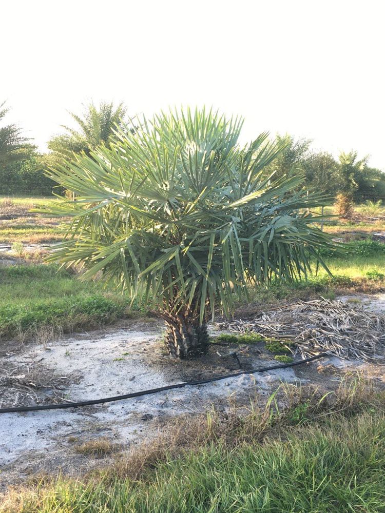 copernicia-alba-caranday-palm