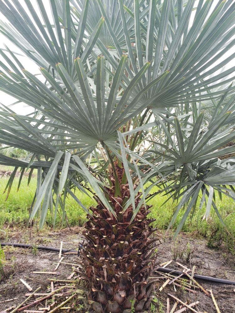 copernicia-alba-caranday-palm