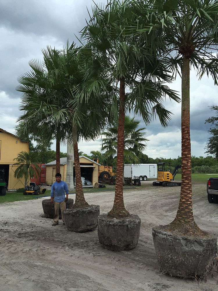 copernicia-alba-caranday-palm