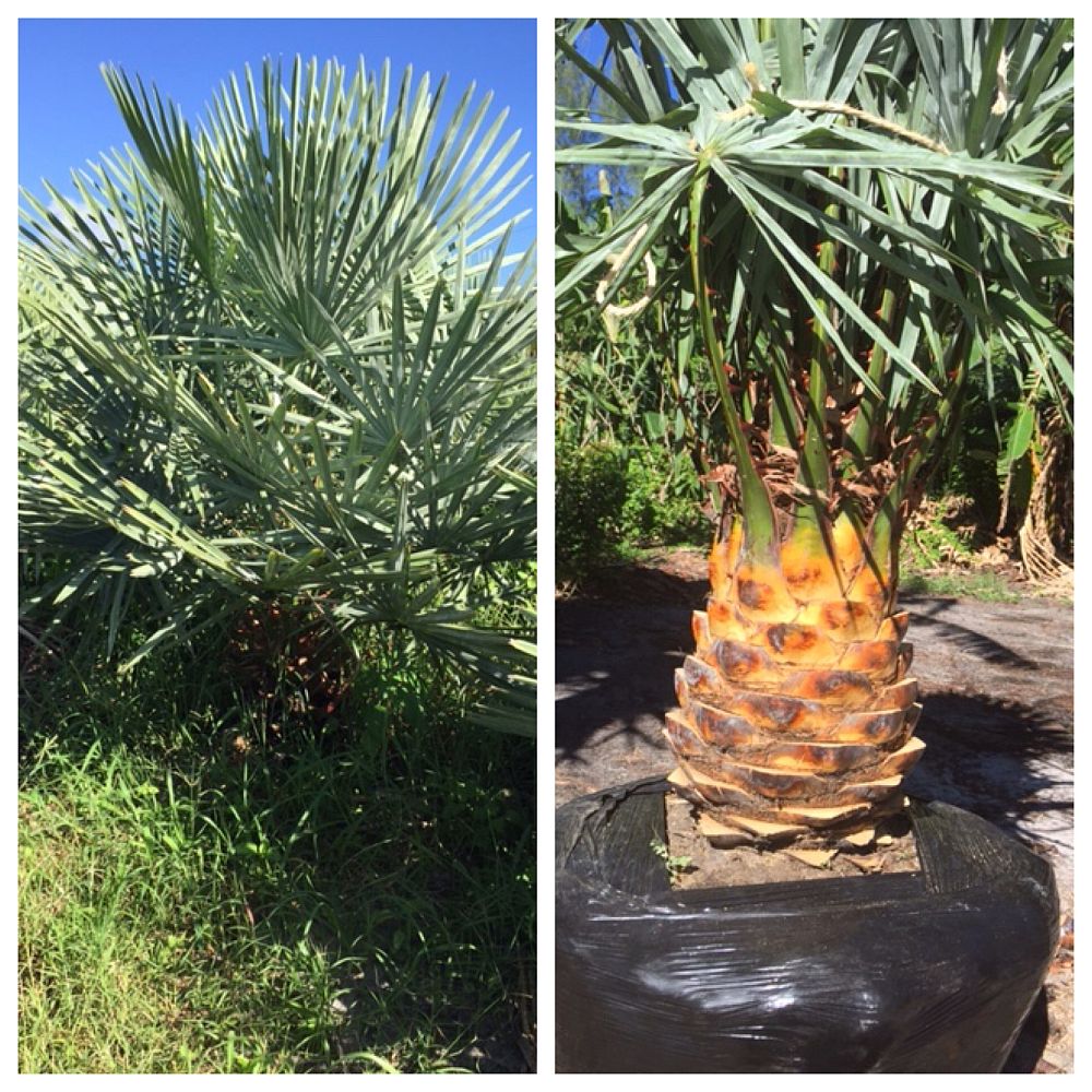 copernicia-alba-caranday-palm