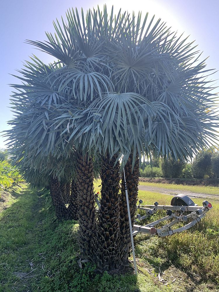 copernicia-alba-caranday-palm