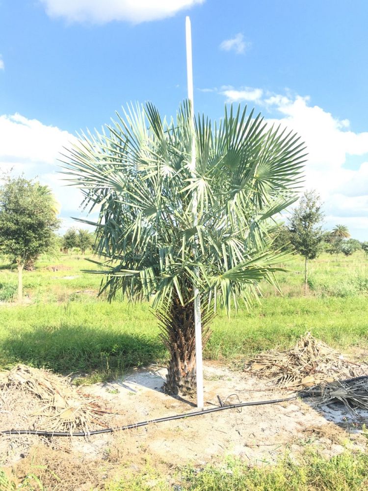 copernicia-alba-caranday-palm