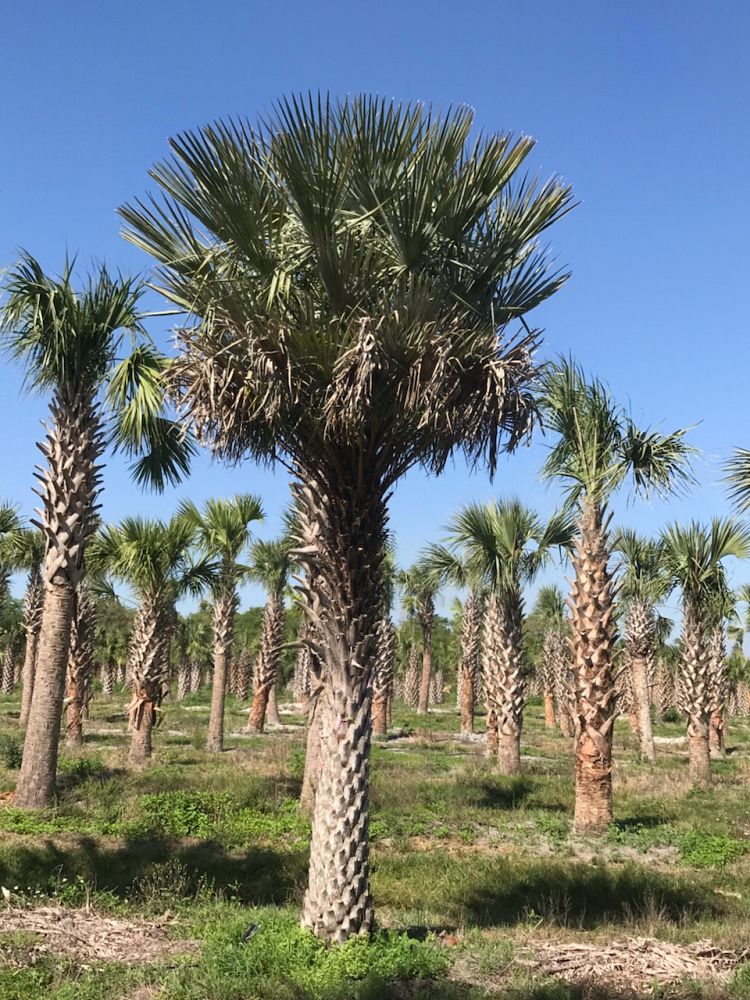 copernicia-alba-caranday-palm
