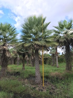 copernicia-alba-caranday-palm
