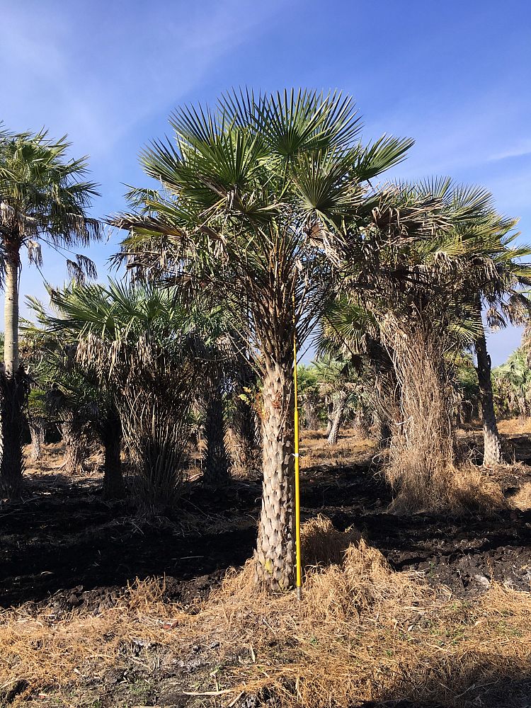copernicia-alba-caranday-palm