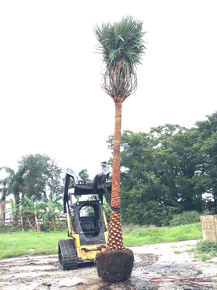 copernicia-alba-caranday-palm