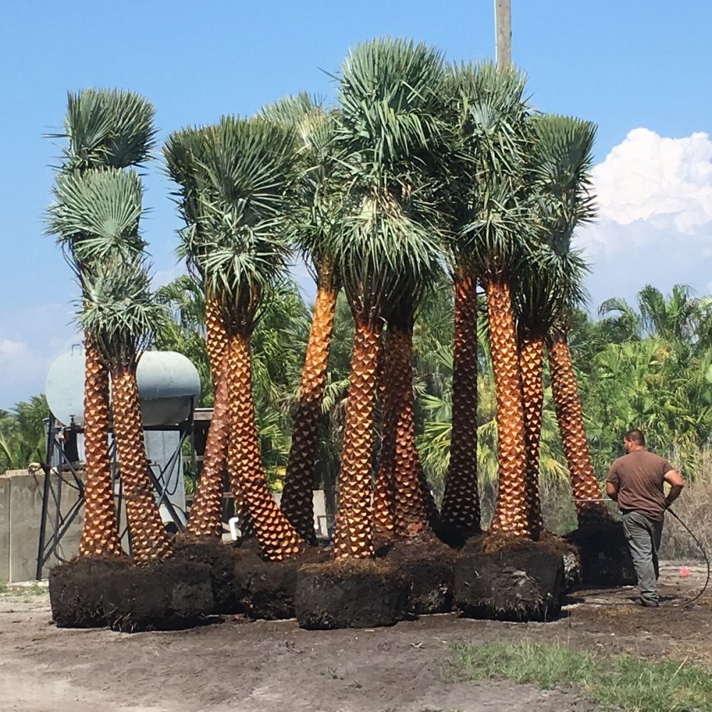 copernicia-alba-caranday-palm
