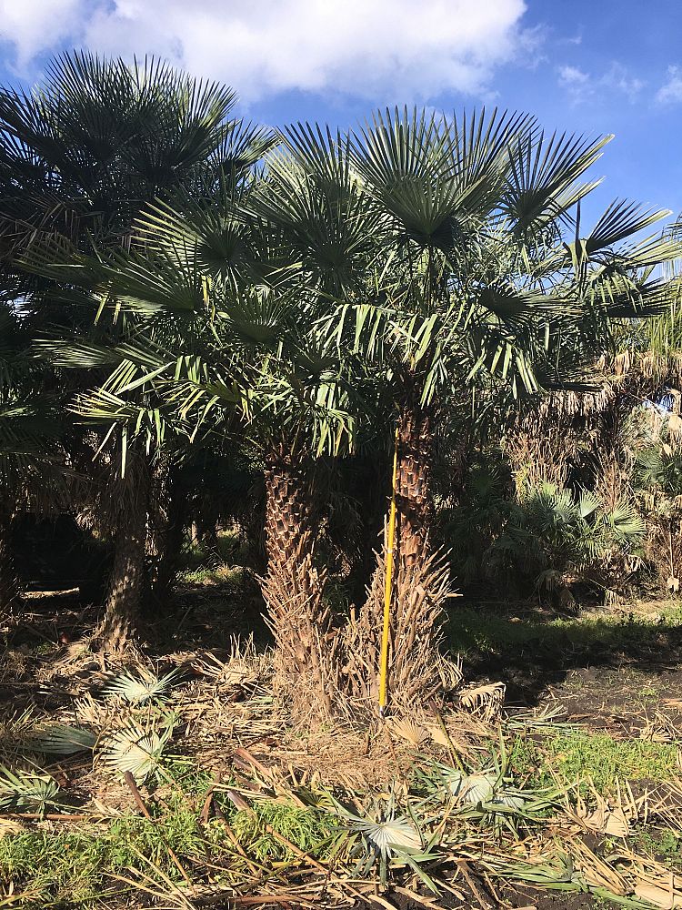 copernicia-alba-caranday-palm