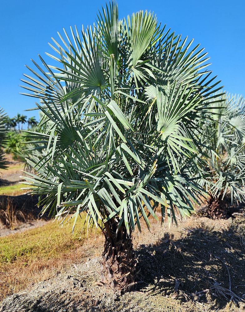 copernicia-alba-caranday-palm