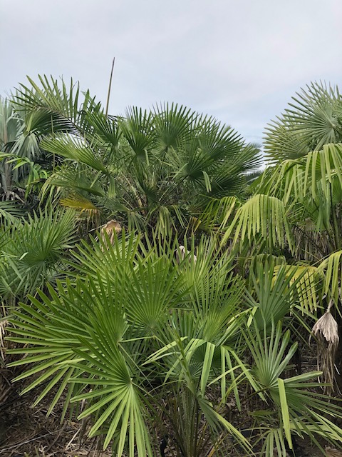 copernicia-alba-caranday-palm