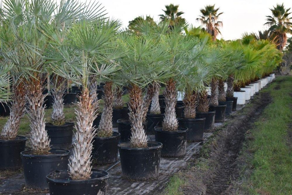 copernicia-alba-caranday-palm