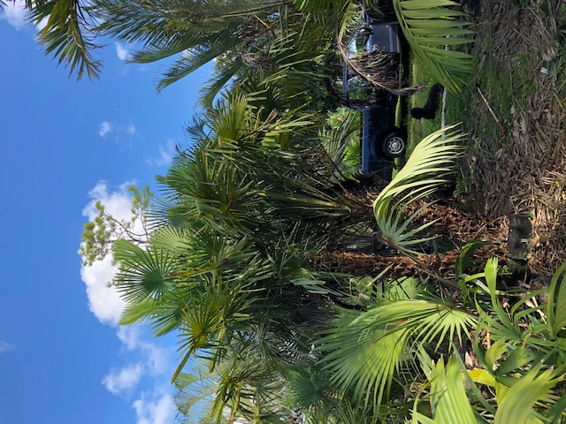 copernicia-alba-caranday-palm