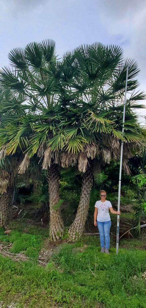 copernicia-alba-caranday-palm