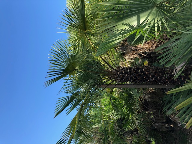 copernicia-alba-caranday-palm
