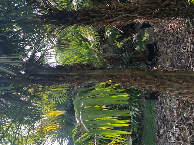 copernicia-alba-caranday-palm