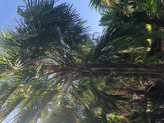 copernicia-alba-caranday-palm