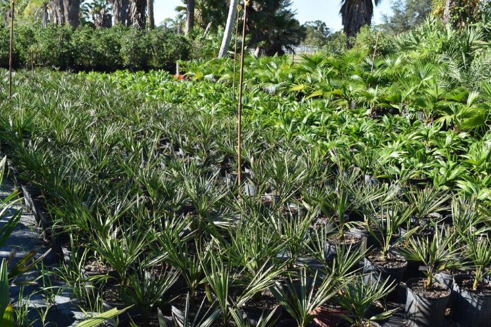 copernicia-alba-caranday-palm