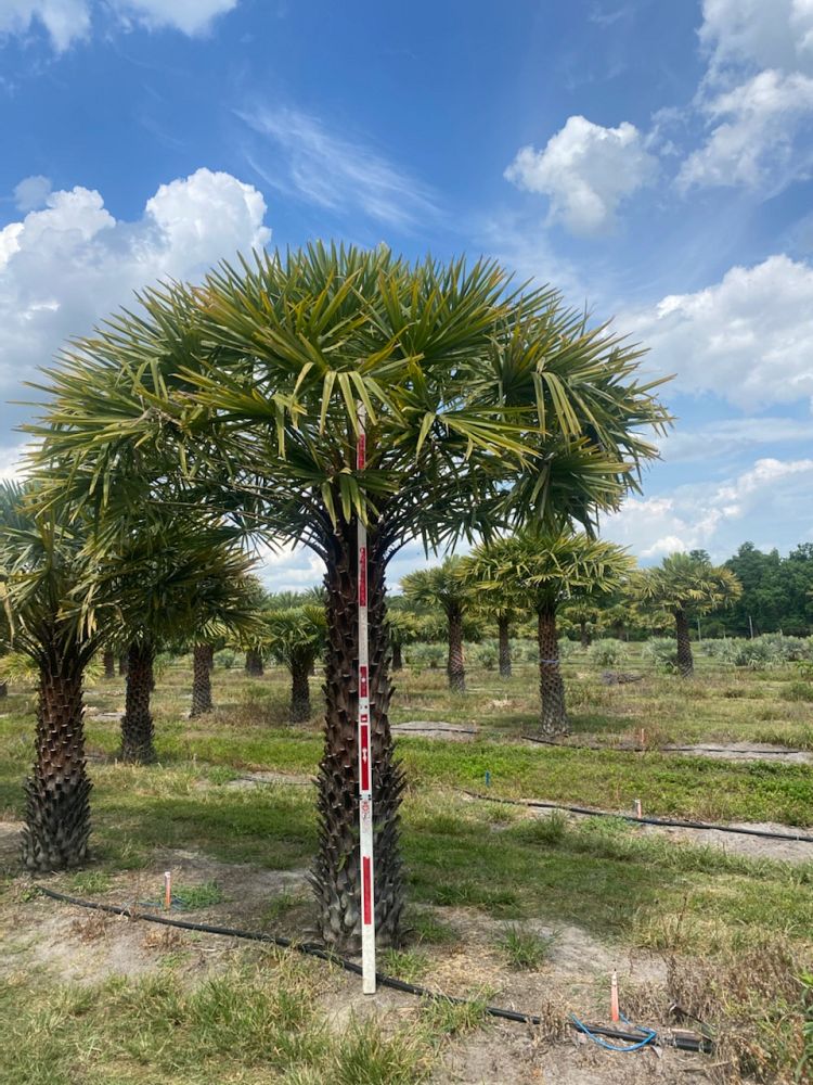copernicia-alba-caranday-palm