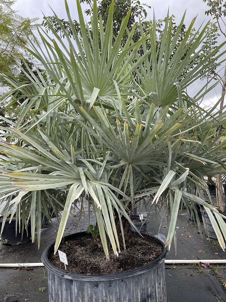 copernicia-alba-caranday-palm