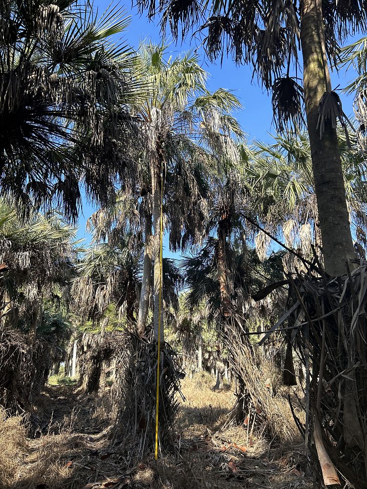 copernicia-alba-caranday-palm