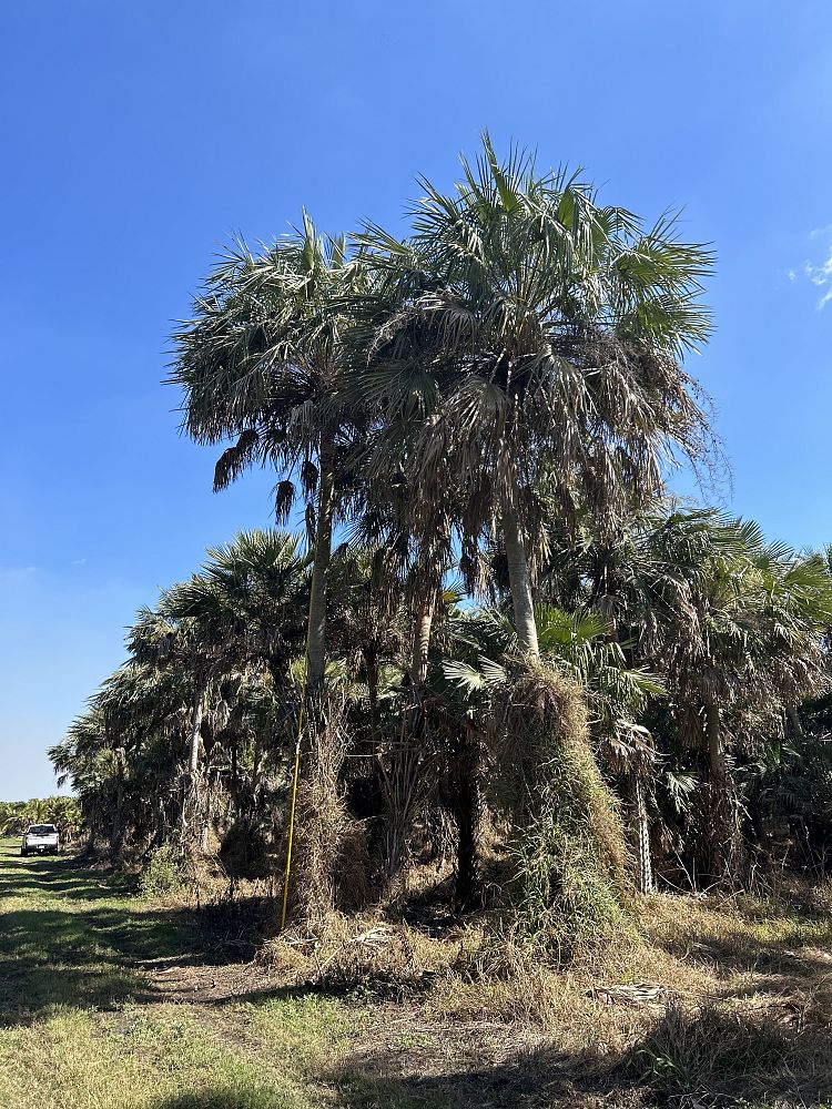 copernicia-alba-caranday-palm