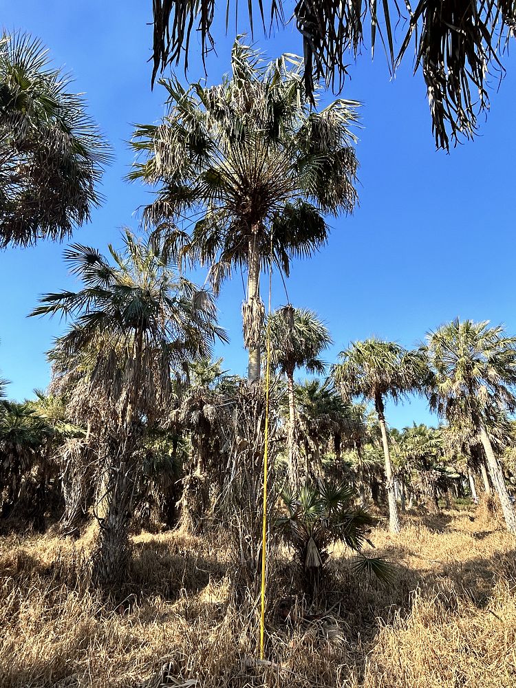 copernicia-alba-caranday-palm
