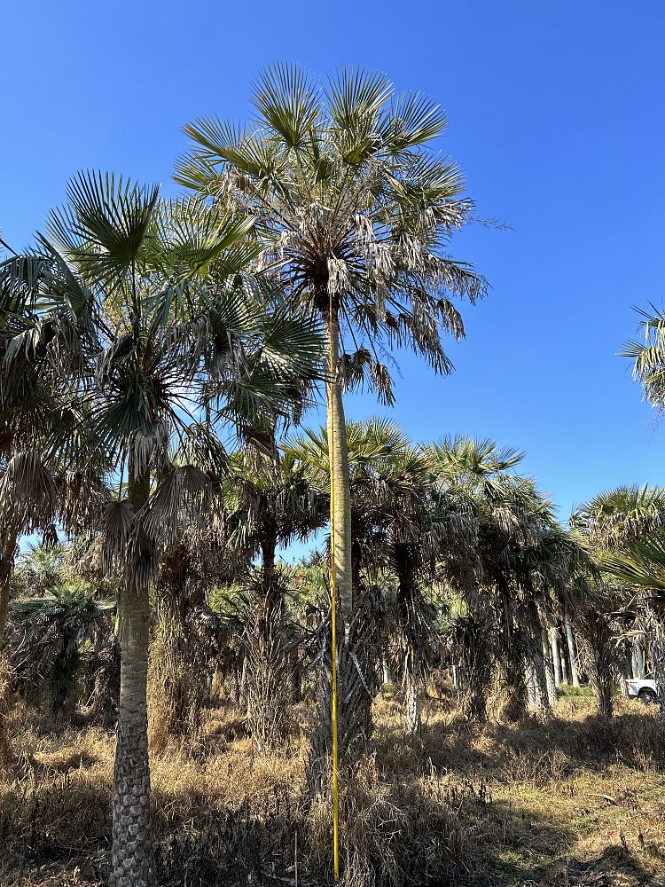copernicia-alba-caranday-palm