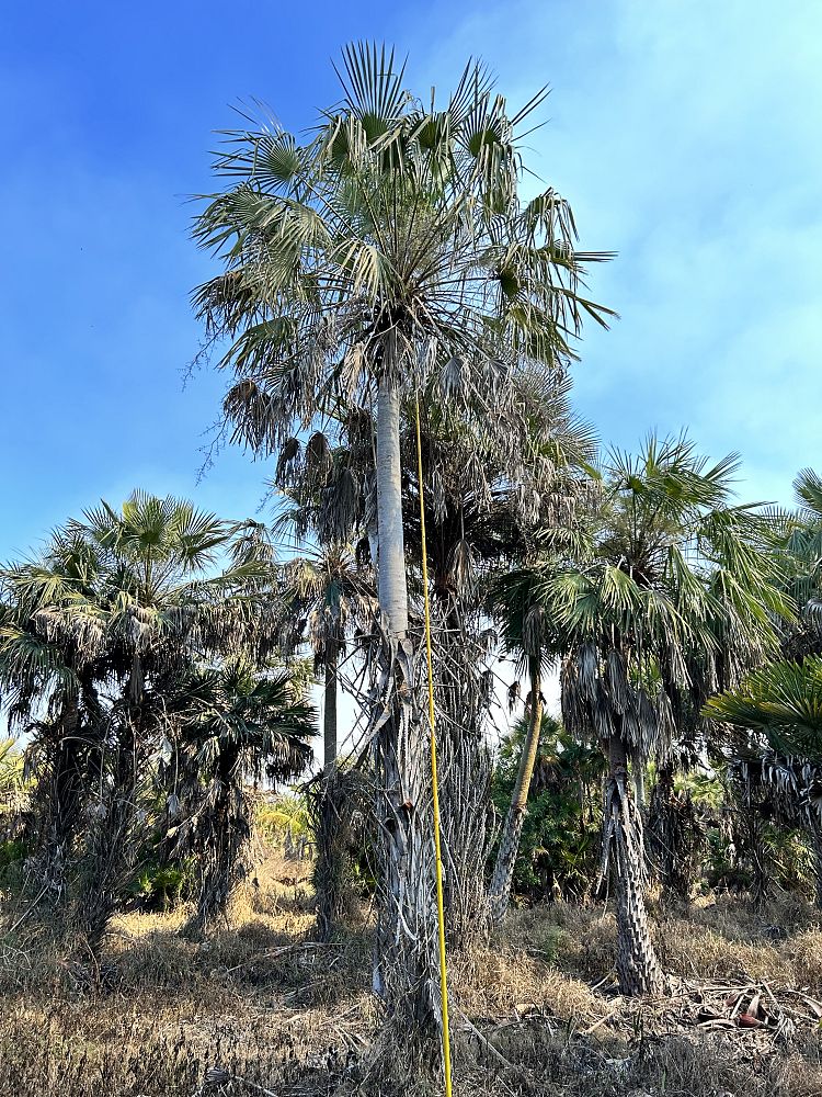 copernicia-alba-caranday-palm