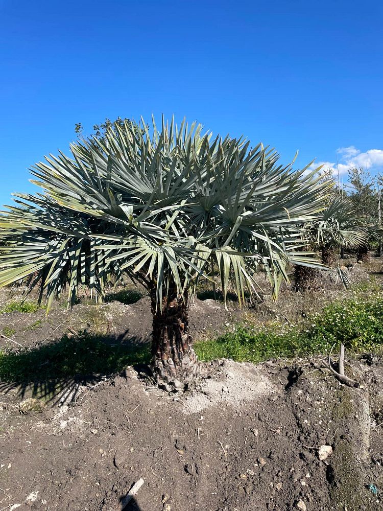 copernicia-alba-caranday-palm