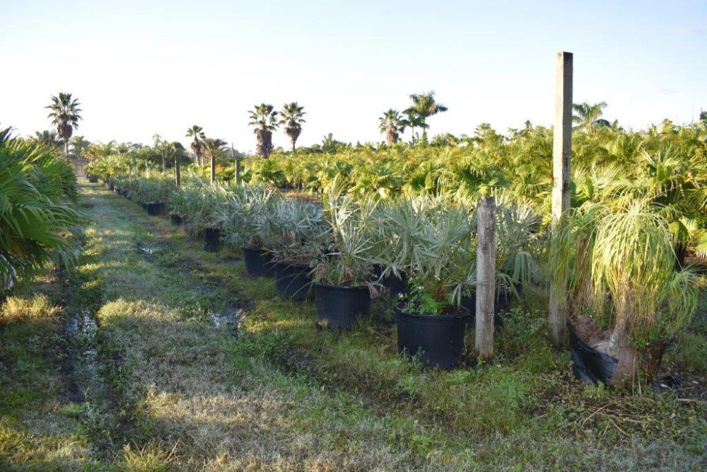 copernicia-alba-caranday-palm
