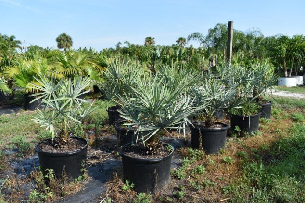 copernicia-alba-caranday-palm